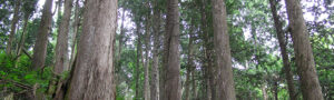 天然青森ヒバとは ～ 乾燥を促す加工技術で木材腐朽菌と闘う ～